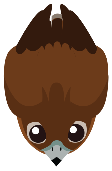 falcon